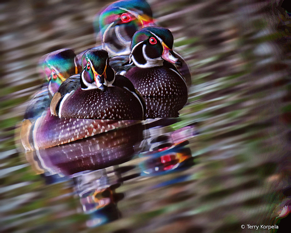Wood Duck Abstract