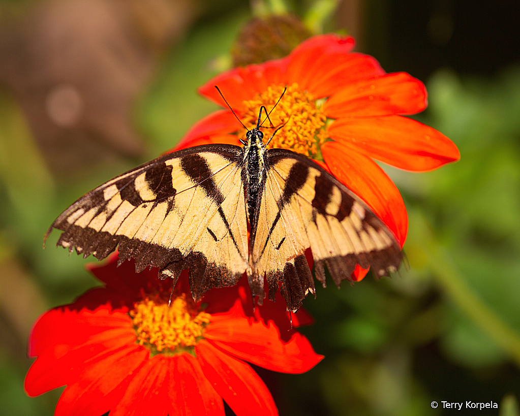 Butterfly - ID: 16022585 © Terry Korpela