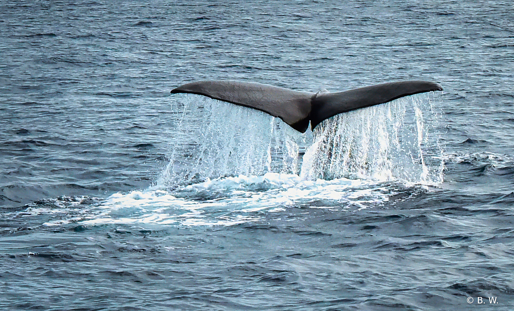 impressiv in reality, Sperm Whale