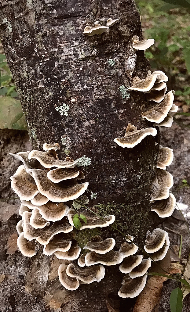 Adorned in Turkey Tail Mushrooms  - ID: 16022837 © Elizabeth A. Marker