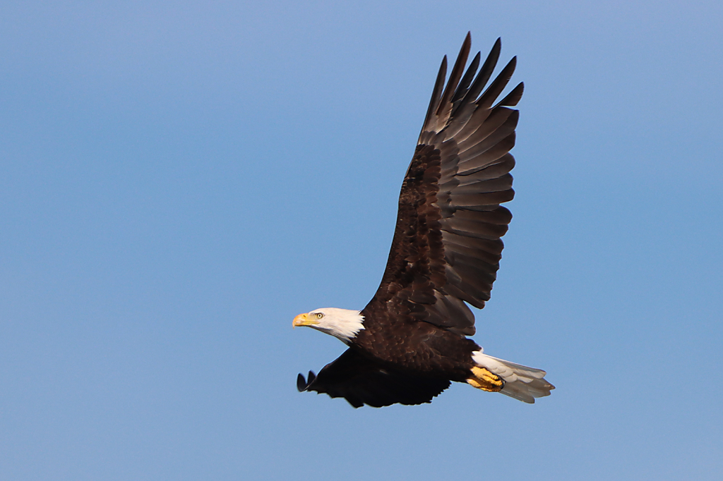 Bald Eagle - ID: 16022924 © Lori A. Nevers