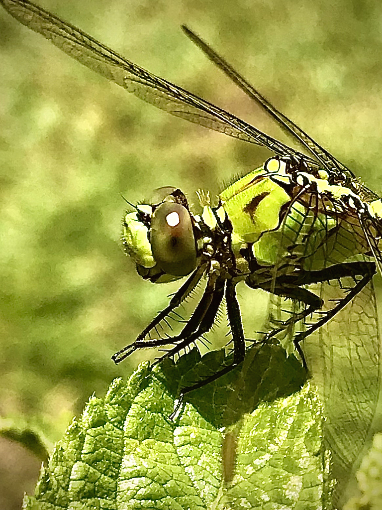 Green Dragonfly Eyes - ID: 16022937 © Elizabeth A. Marker