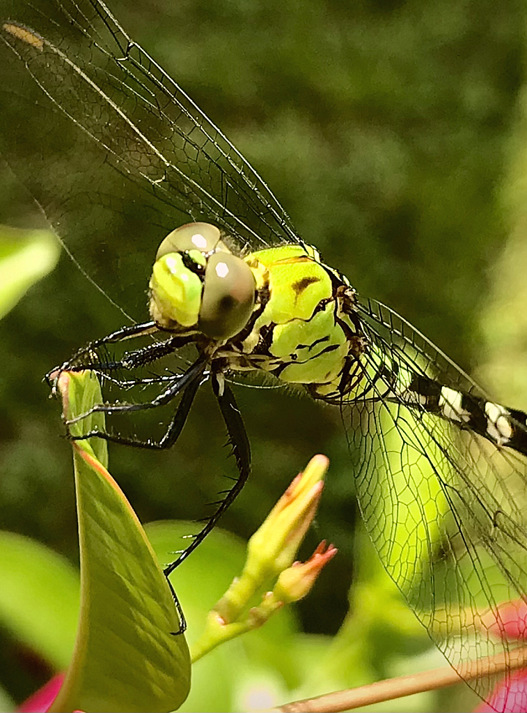 Beautiful Dragonfly  - ID: 16022938 © Elizabeth A. Marker