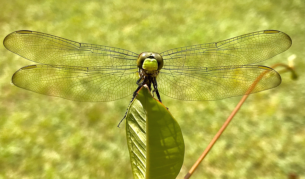 Glorious wings - ID: 16022939 © Elizabeth A. Marker