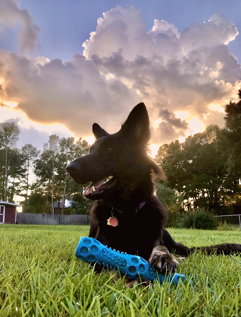 Evening playtime  - ID: 16022942 © Elizabeth A. Marker