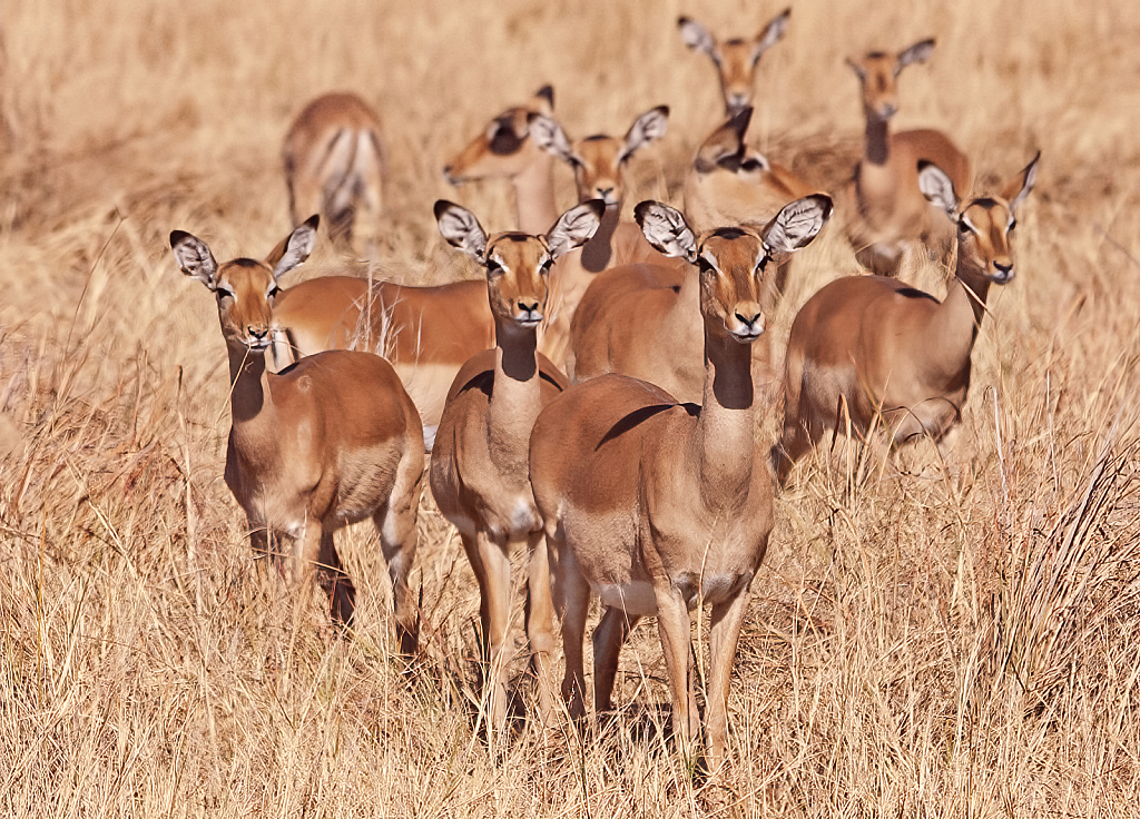 Impala Herd