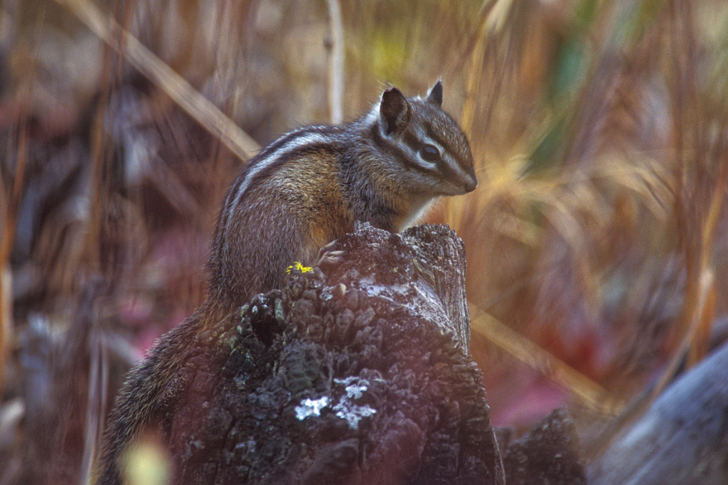 Chipmunk1.jpg - ID: 16023014 © Larry Adamache