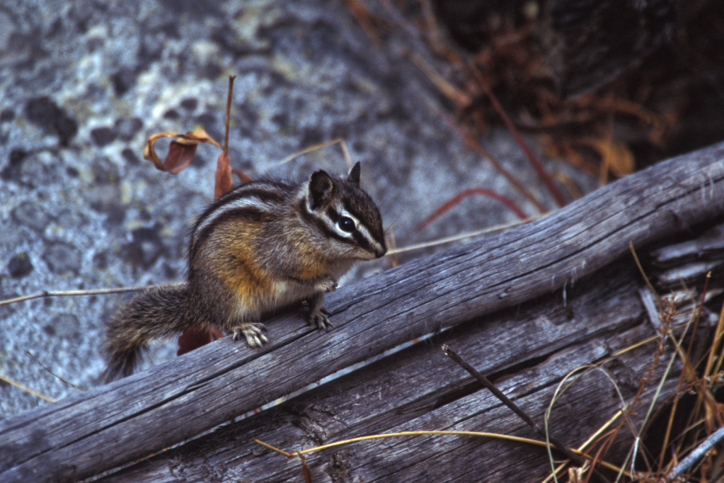 Chipmunk2.jpg - ID: 16023015 © Larry Adamache