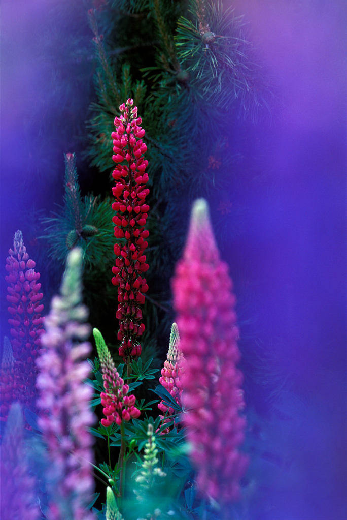 Lupin1.jpg - ID: 16023041 © Larry Adamache