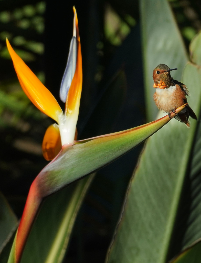 Allen's Hummingbird