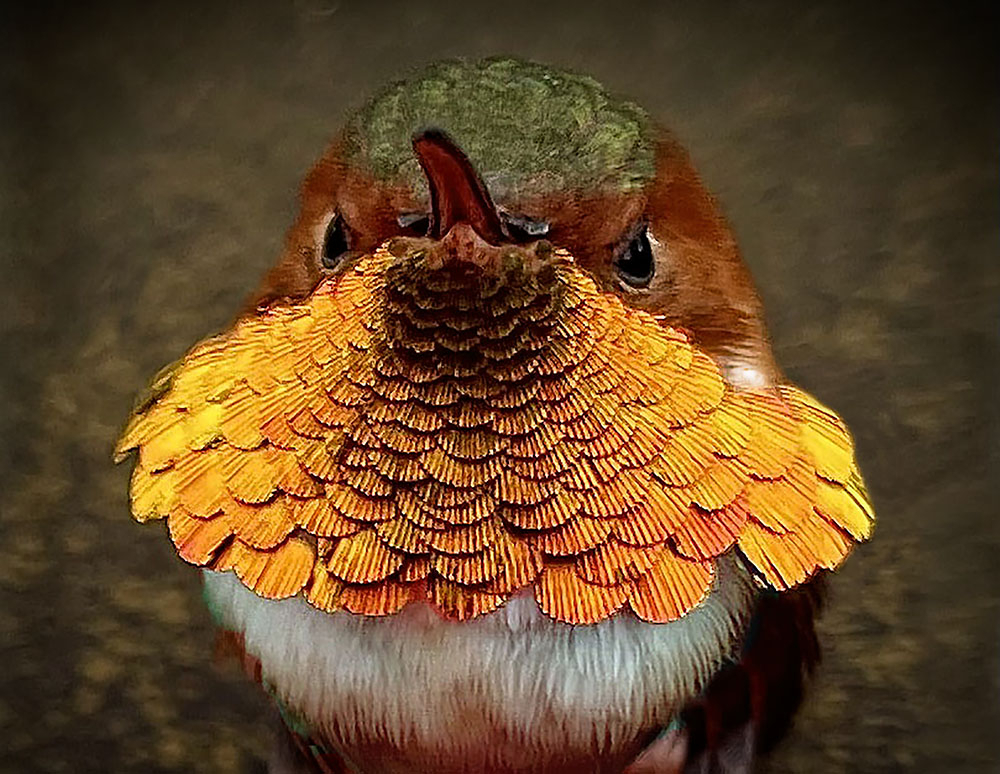 Rufous Hummingbird Close Up