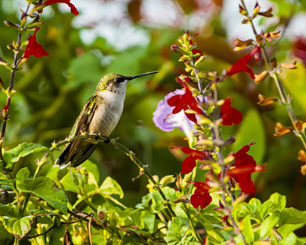 Resting Hummer