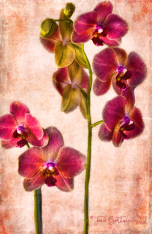 Orchids