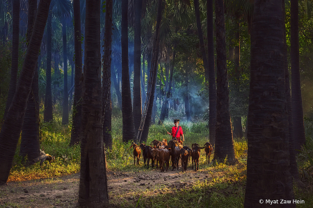 To Pasture Land