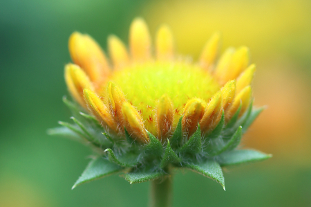 Baby Blanket Flower