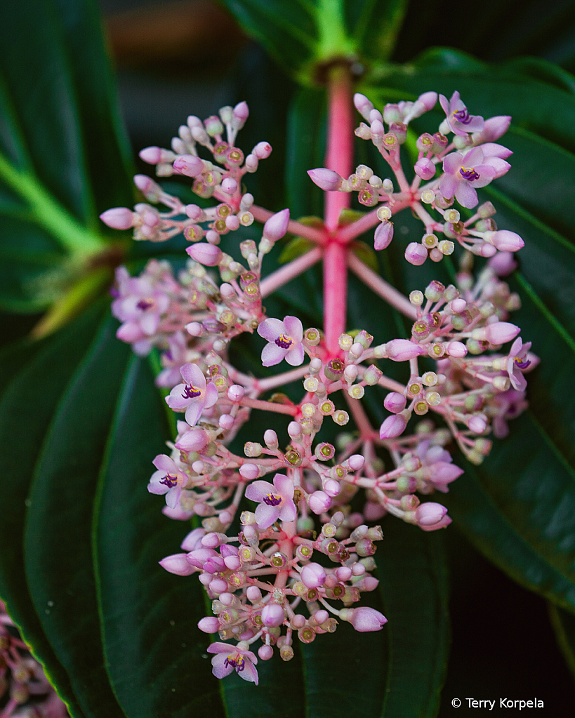 State Botanical Garden of Georgia - ID: 16023254 © Terry Korpela