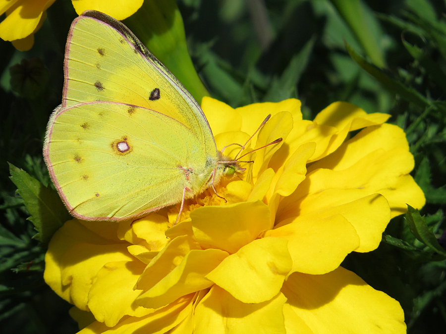 Yellow Sulphur