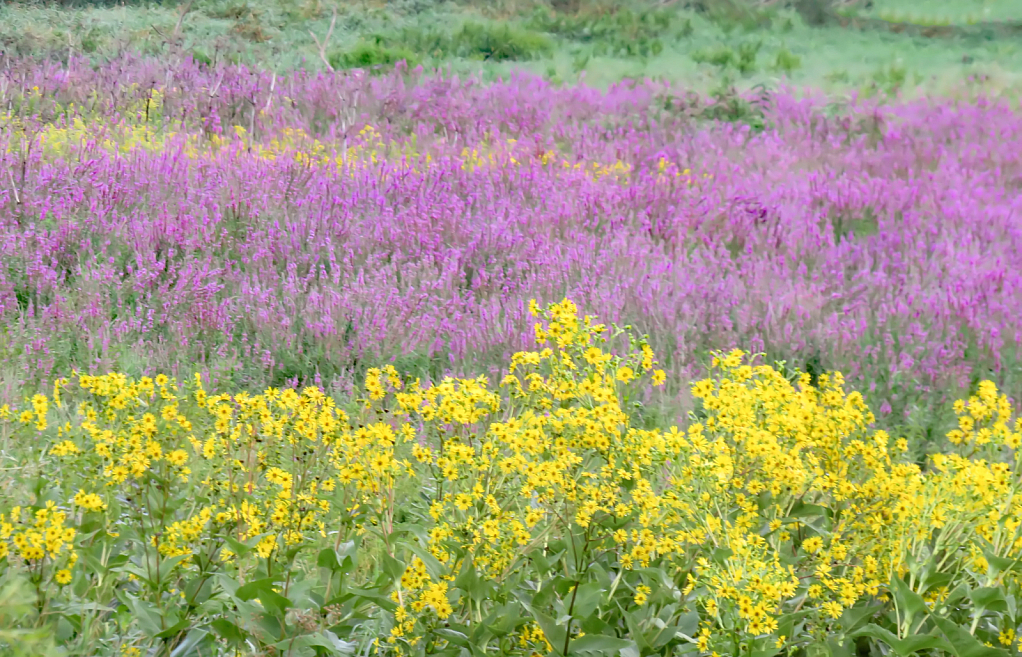 Country At Summer