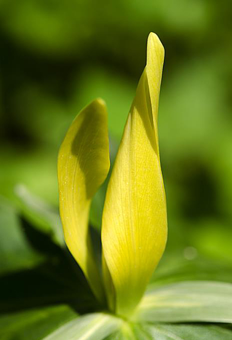 Yellow Trillium, Smoky Mountains - ID: 16024120 © Don Young