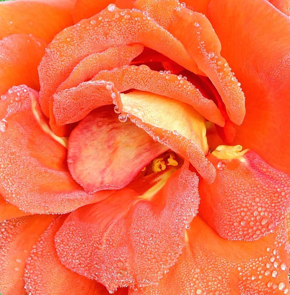 A nice Rose and morning Dew. - ID: 16024066 © Elias A. Tyligadas
