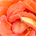 © Elias A. Tyligadas PhotoID# 16024066: A nice Rose and morning Dew.