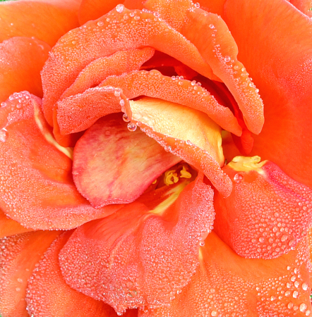A nice Rose and morning Dew.