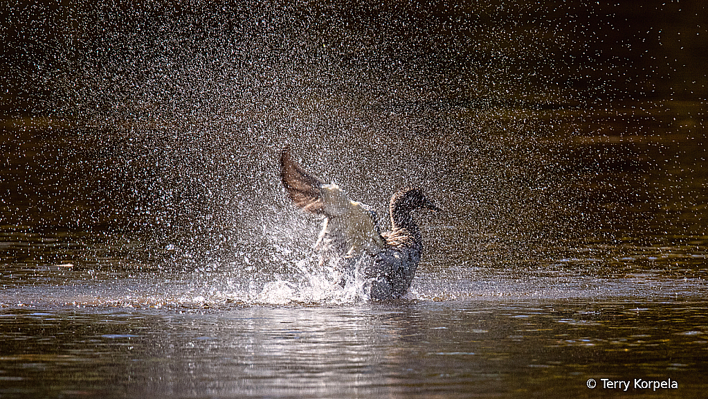 Bath Time!