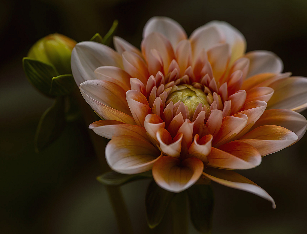 Peach Dahlia and Bud