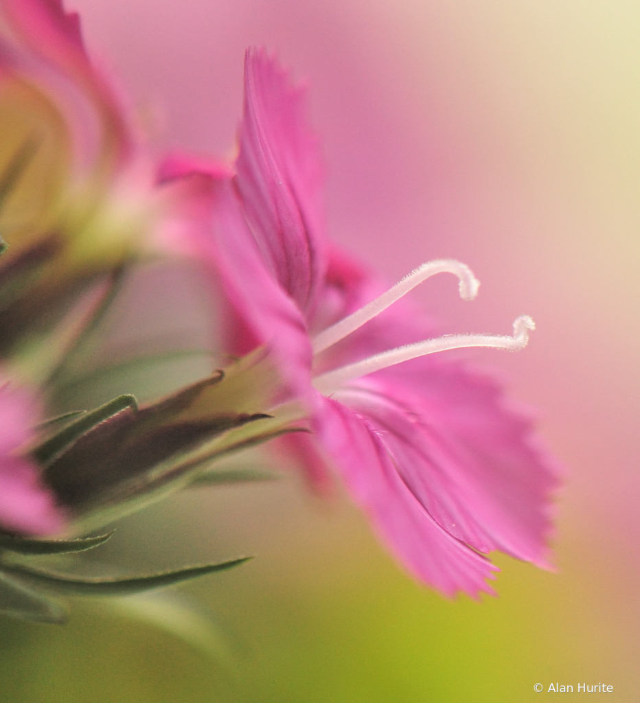 Pink Flower