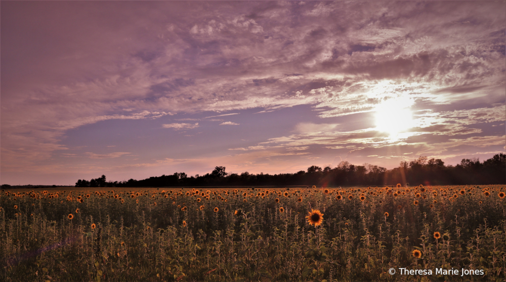 Sunset - ID: 16024098 © Theresa Marie Jones