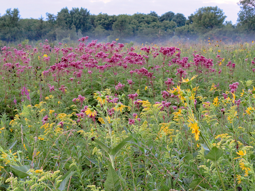 Flower Field Near Mason City