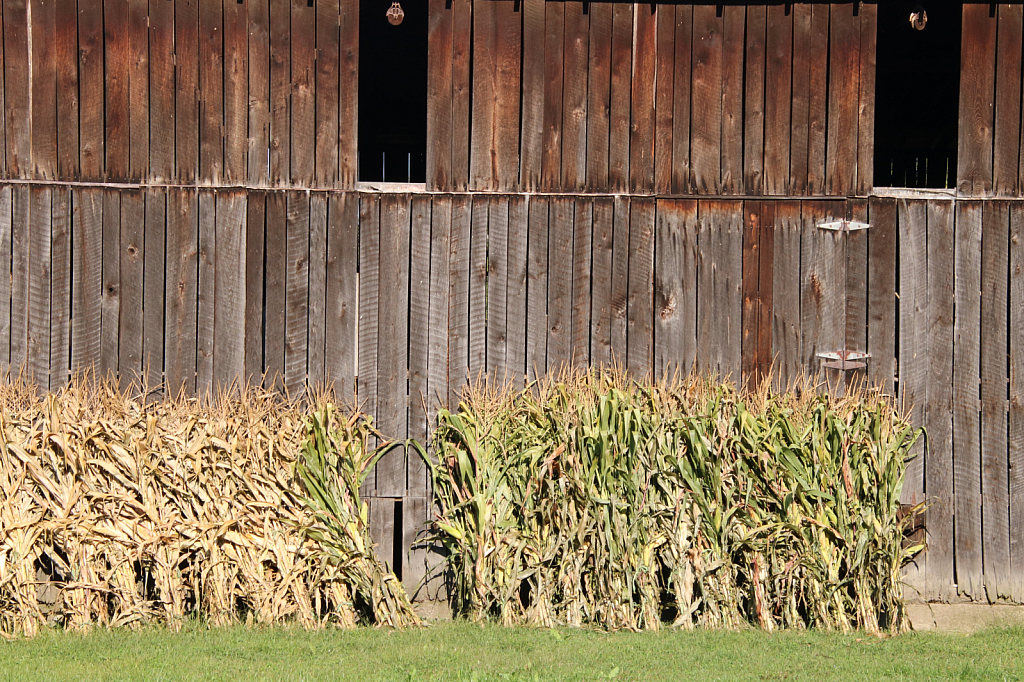 Cornstalks