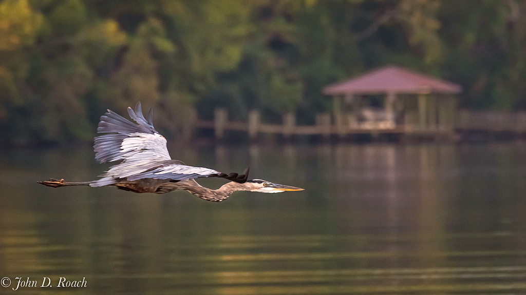 Heron Flying By - ID: 16024171 © John D. Roach