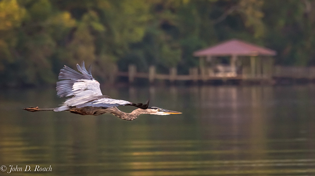 Heron Flying By - ID: 16024171 © John D. Roach