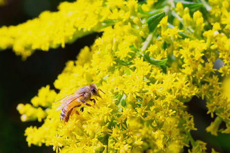 Pollinating the Goldenrod