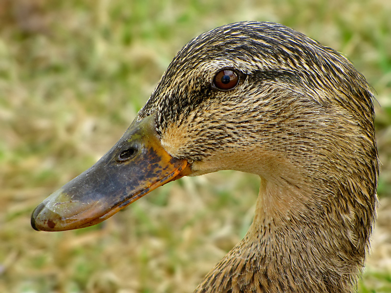 Duck Profile