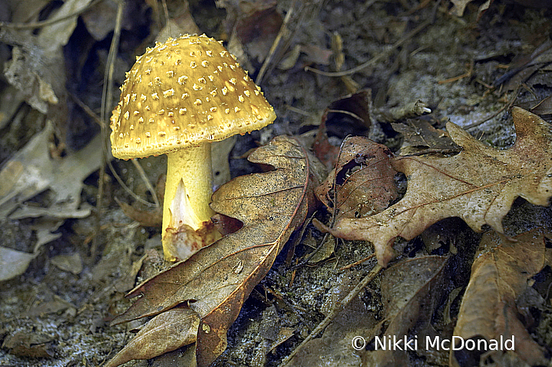 Starved Rock Mushroom