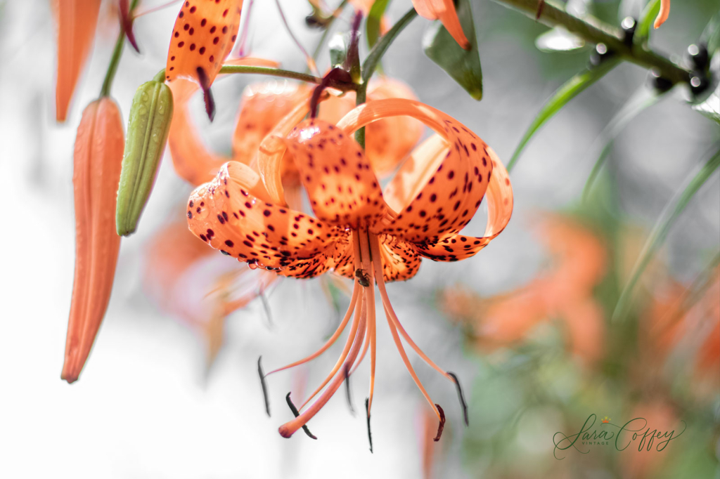 Tiger Lily