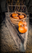 Pumpkins In The B...