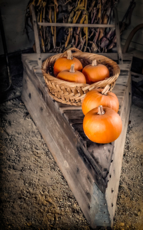 Pumpkins In The Barn