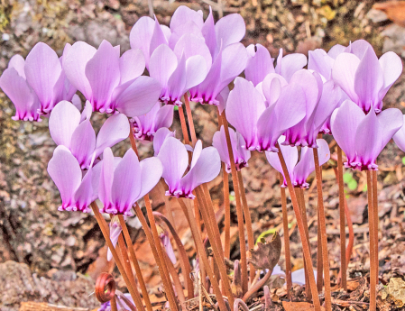 A bouquet of Cyclamens.