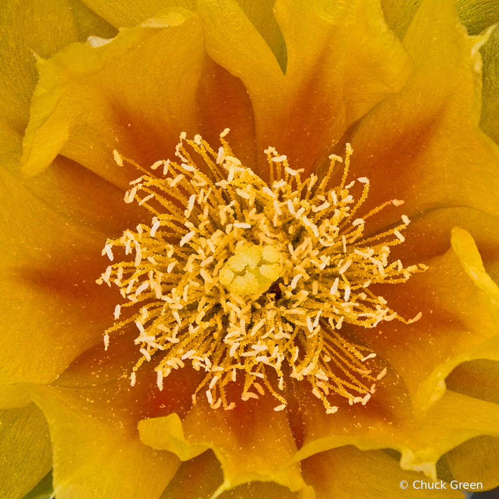 Cactus Blossom