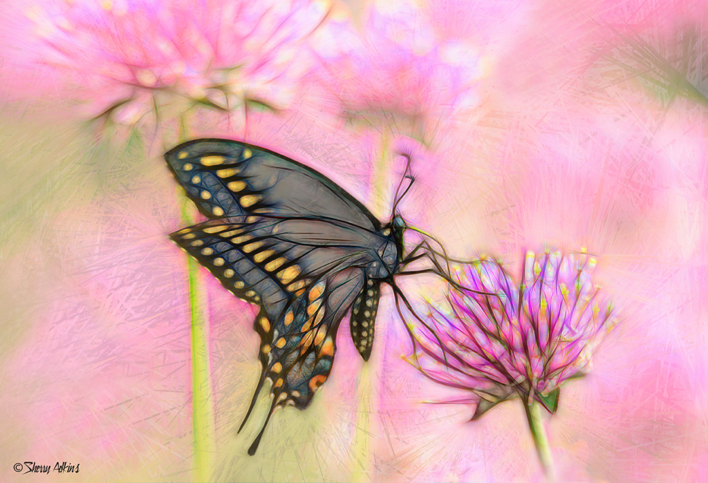 Butterfly - ID: 16023492 © Sherry Karr Adkins