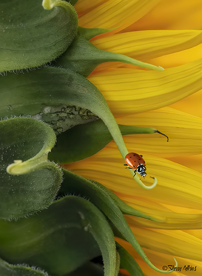 Ladybug on Sunflower - ID: 16023495 © Sherry Karr Adkins