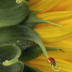 2Ladybug on Sunflower - ID: 16023495 © Sherry Karr Adkins