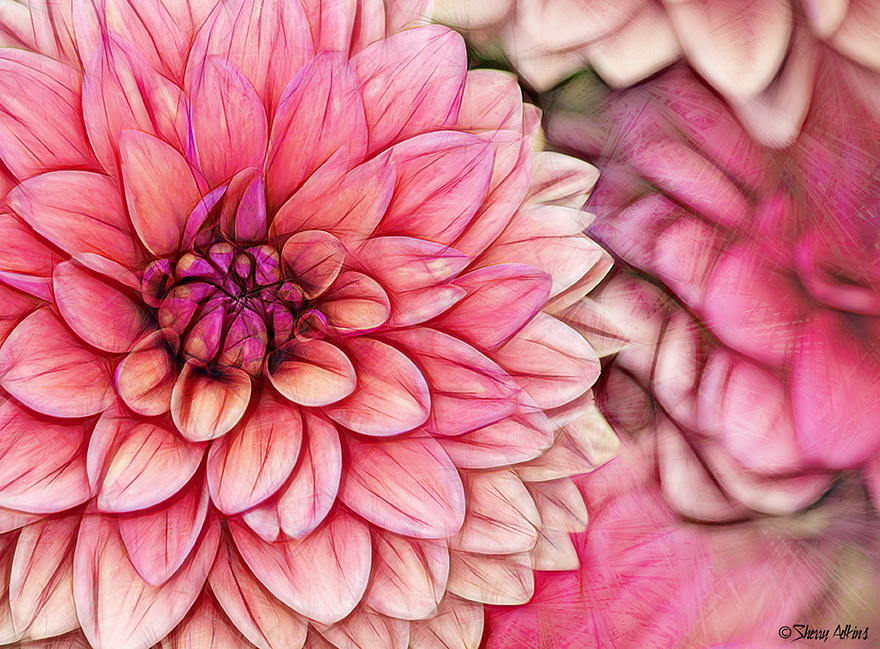 Pink Dahlia - ID: 16023497 © Sherry Karr Adkins