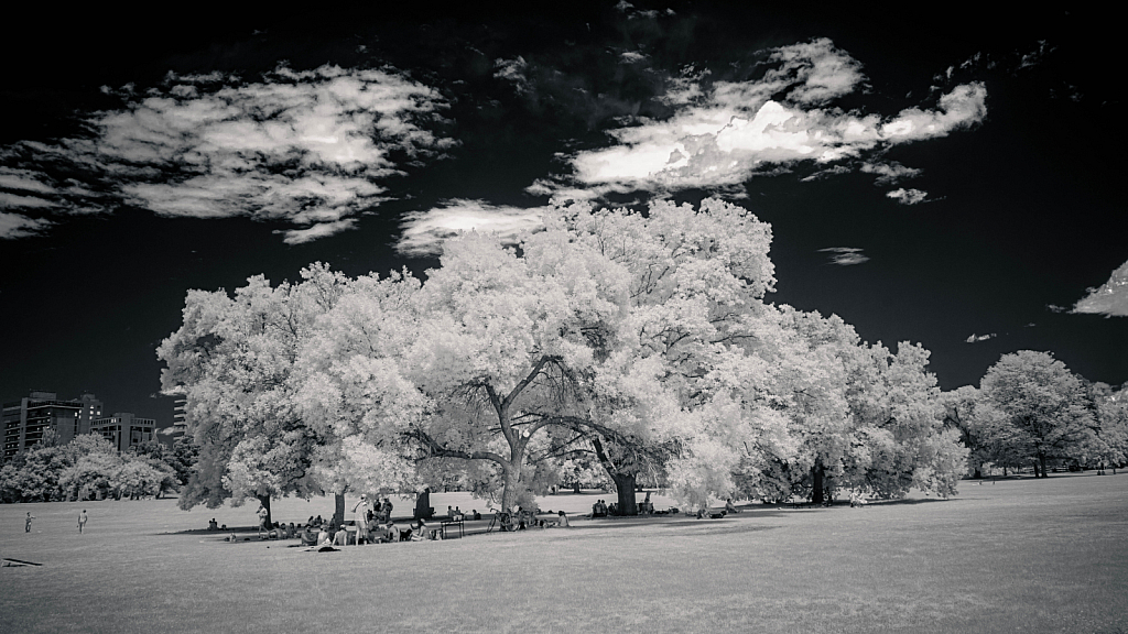 Tree bunch