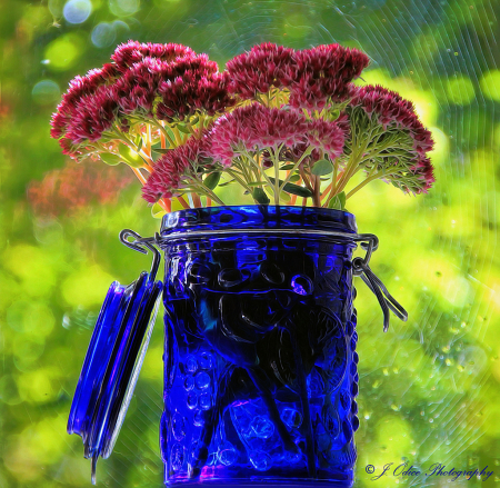 Sedum and Spiderweb