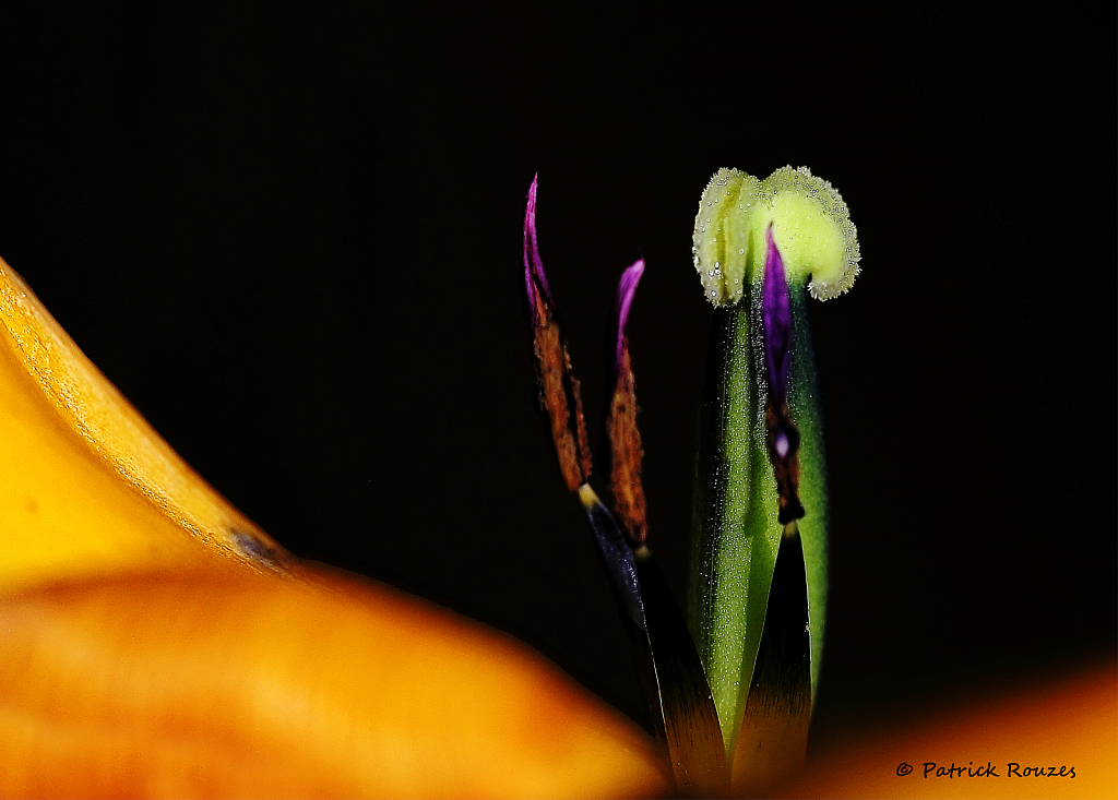 Tulip Stigma & Pistils