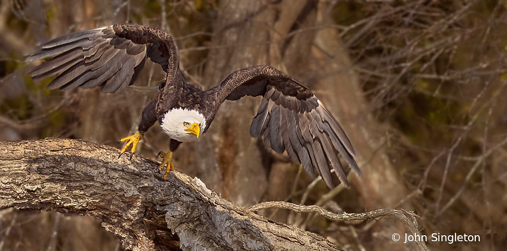 Fearsome Attack - ID: 16023552 © John Singleton